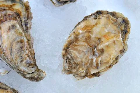 Oysters Stock Photos
