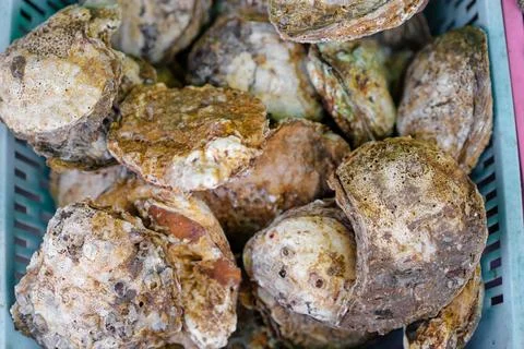 Oysters. Stock Photos