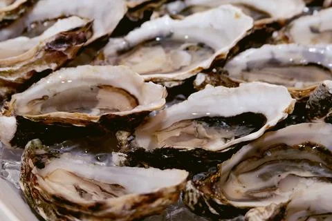 Oysters on plate. close-up Stock Photos