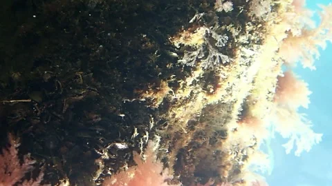 Oysters in the shadow of stone Stockbeeldmateriaal 104720641