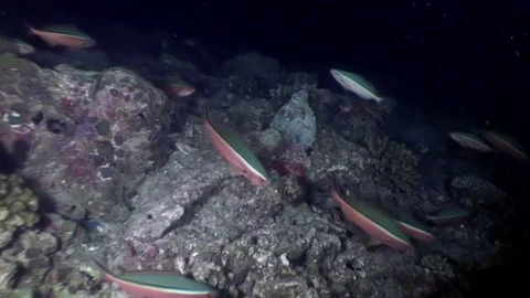 Oysters shell conch fish underwater on background of seabed in Maldives. 動画素材 81483802