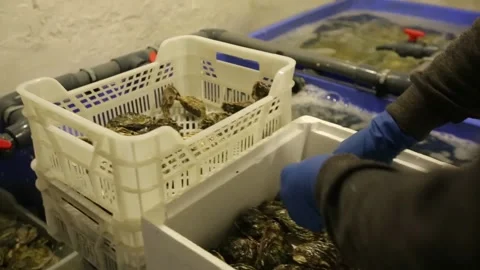 Oysters in the store Stock Footage 146656534