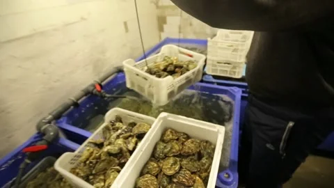 Oysters in the store Stock Footage 146656535