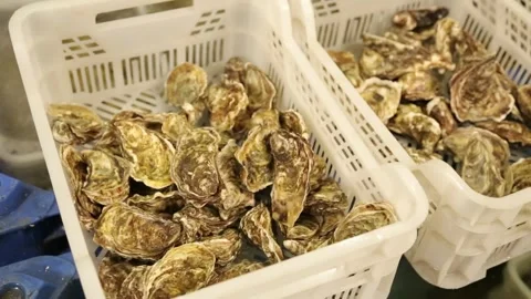 Oysters in the store Stock Footage 146656686