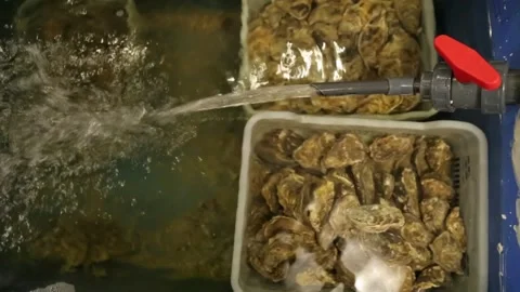 Oysters in the store Stock Footage 146656734