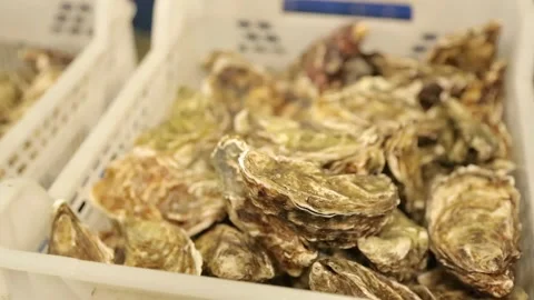 Oysters in the store Stock Footage 146656845