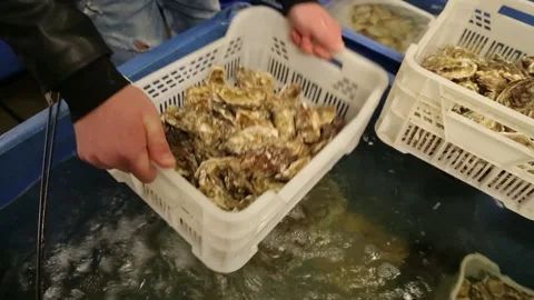 Oysters in the store Stock Footage 146656902