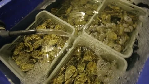 Oysters in the store Stock Footage 146656979