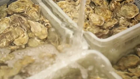 Oysters in the store Stock Footage 146657036