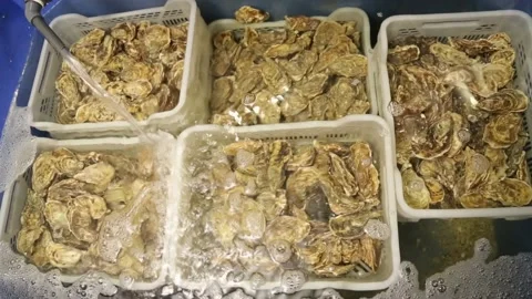 Oysters in the store Stock Footage 146657095