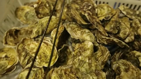 Oysters in the store Stock Footage 146657098