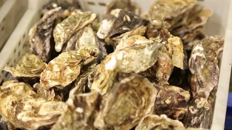 Oysters in the store Stock Footage 146657122