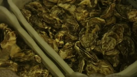 Oysters in the store Stock Footage 146657156