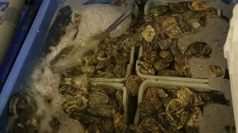 Oysters in the store Stock Footage 146657169