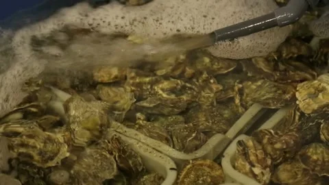 Oysters in the store Stock Footage 146657175