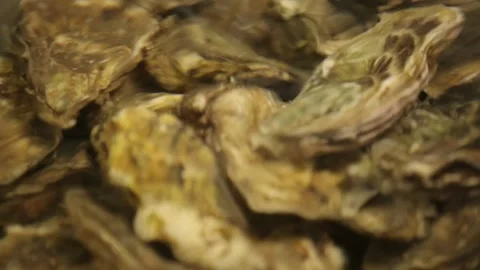 Oysters in the store Stock Footage 146657357