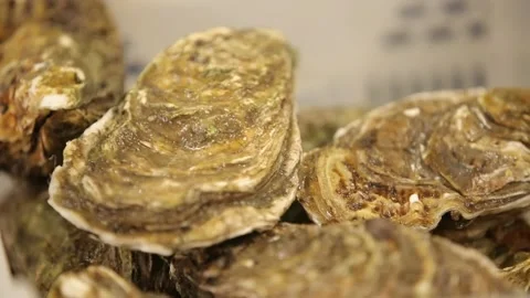 Oysters in the store Stock Footage 146657362
