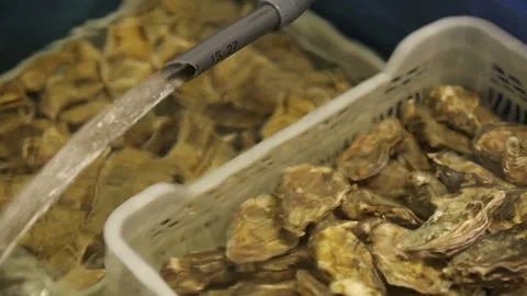 Oysters in the store Stock Footage 146657434