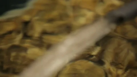 Oysters in the store Stock Footage 146657457