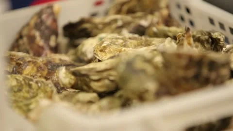 Oysters in the store Stock Footage 146657549
