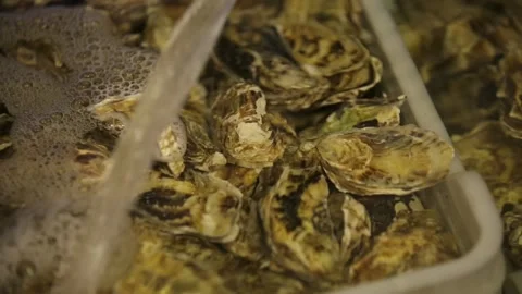Oysters in the store Stock Footage 146657611