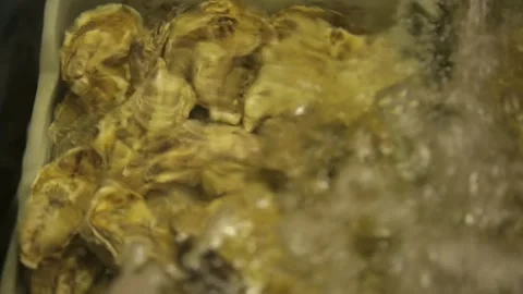 Oysters in the store Stock Footage 146657649