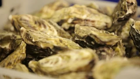 Oysters in the store Stock Footage 146657693