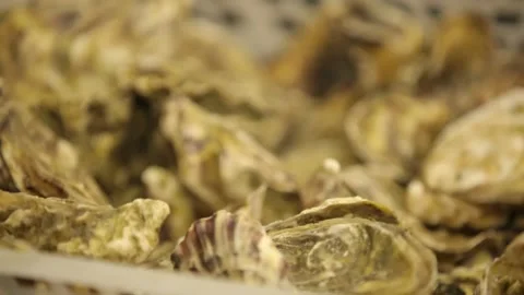 Oysters in the store Stock Footage 146657749