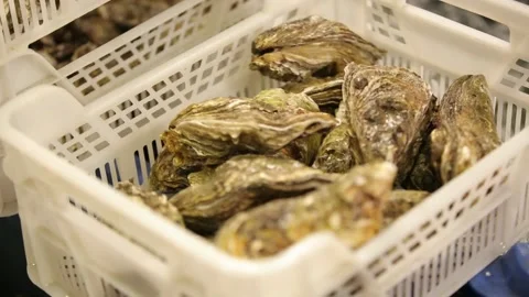 Oysters in the store Stock Footage 146657751