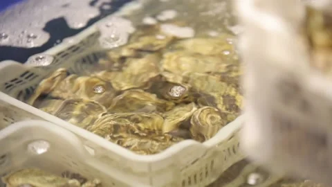 Oysters in the store Stock Footage 146658029