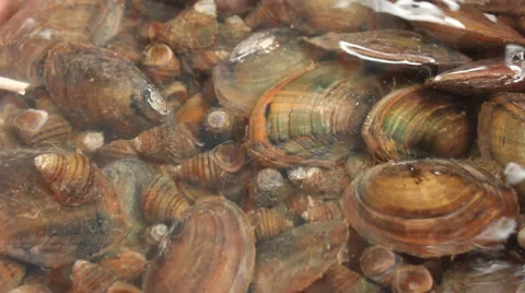 Oysters in water Vídeo Stock 37565428