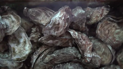 Oysters in the Water Stock Footage 68390195