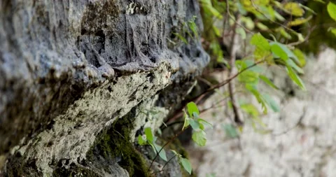 Ozark Mountains Devils Backbone natural area fall colors water dripping Stock Footage 142846309