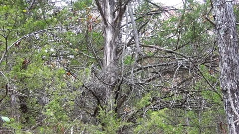 Ozark wilderness forest in the fall. Stock Footage 82798498