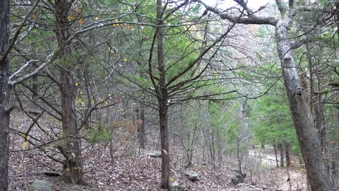 Ozark wilderness forest in the fall. Stock Footage 82798634