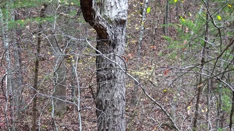 Ozark wilderness forest in the fall. Stock Footage 82798693