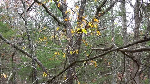 Ozark wilderness forest in the fall. Stock Footage 82798806