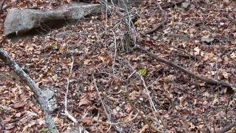 Ozark wilderness forest in the fall. Stock Footage 82798888