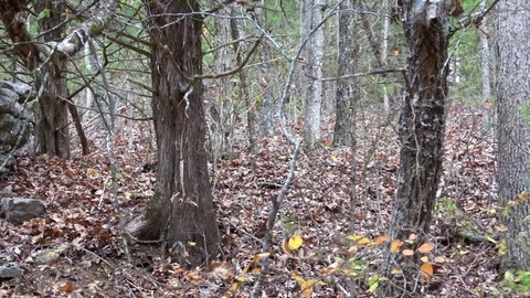 Ozark wilderness forest in the fall. Stock Footage 82798933