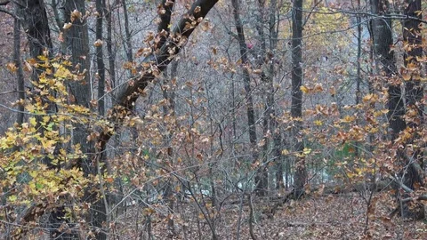 Ozark wilderness forest in the fall. Video stock 82799080