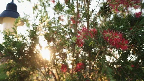 Ozbreed Bottlebrush (Callistemon) Trees Stockbeeldmateriaal 124814772