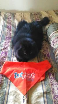 Ozzy the Kitty Foto stock