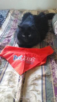 Ozzy the Kitty Foto stock