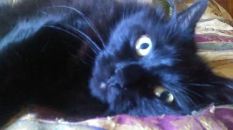 Ozzy the Kitty Foto stock