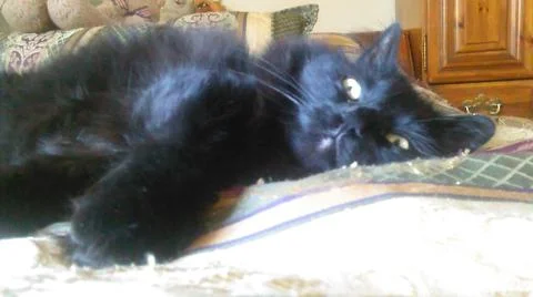 Ozzy the Kitty Foto stock