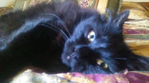 Ozzy the Kitty Foto stock