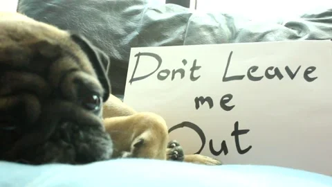 Ozzy The Pug Couch  RAW Stock Footage 237260108