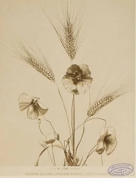 P. 4. N.D. 17208 Florence - Trithaver Vulgare Rhoes - (grano And Rosolacci... Stock Photos