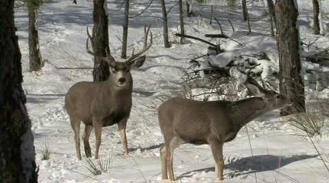 P00098 Mule Deer Buck and Does Stock Footage