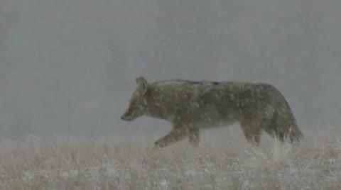 P00136 Coyote Walking and Stretching in Winter Stock Footage
